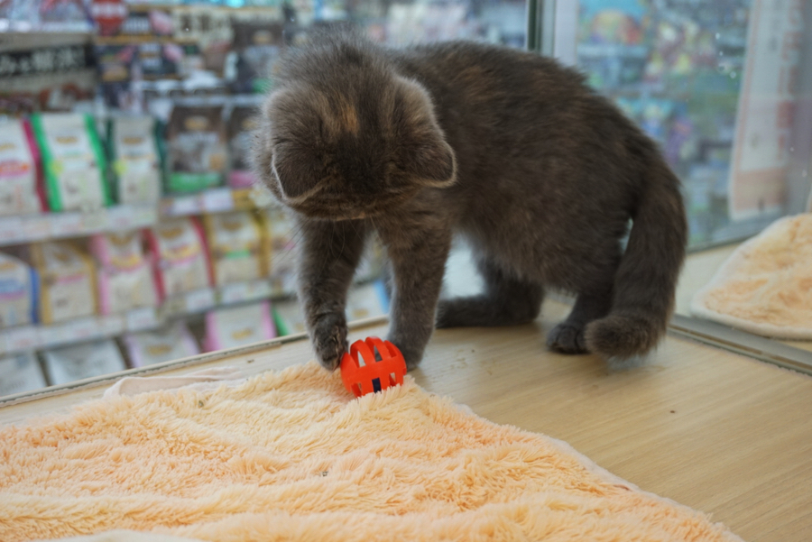 幼少期はなるべく「猫じゃらし」等ヒラヒラしたオモチャは使用しないようにしています | エキゾチック - ペットショップ マルワン大倉山 神奈川県横浜市港北区