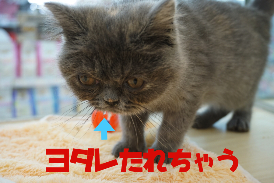 首振るとヨダレ飛びますが、愛嬌で許してください♥ | エキゾチック - ペットショップ マルワン大倉山 神奈川県横浜市港北区