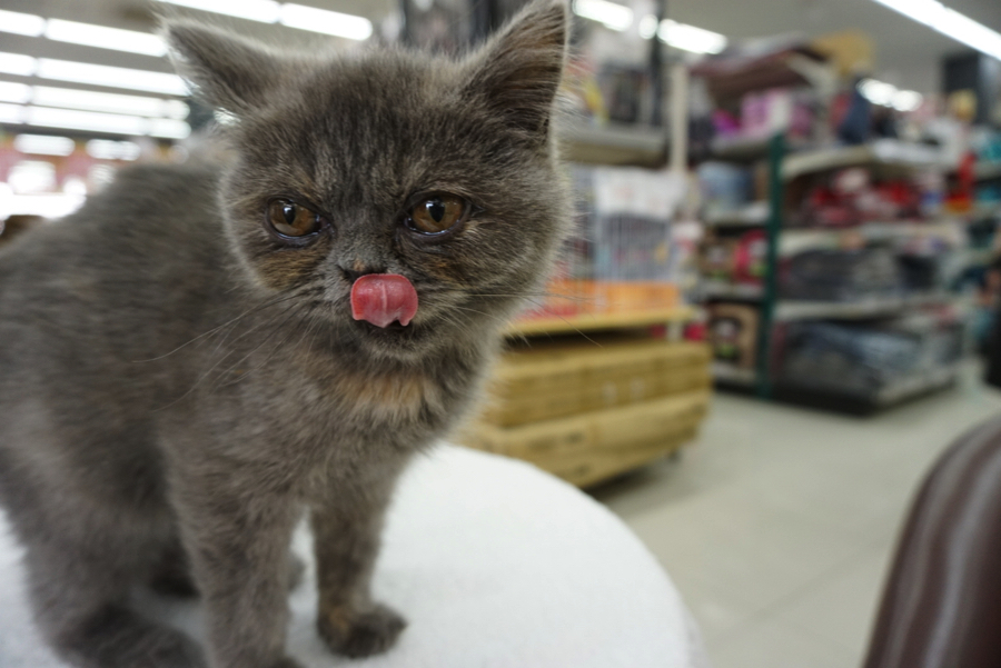 初めての方に飼いやすい性格 | エキゾチック - ペットショップ マルワン大倉山 神奈川県横浜市港北区