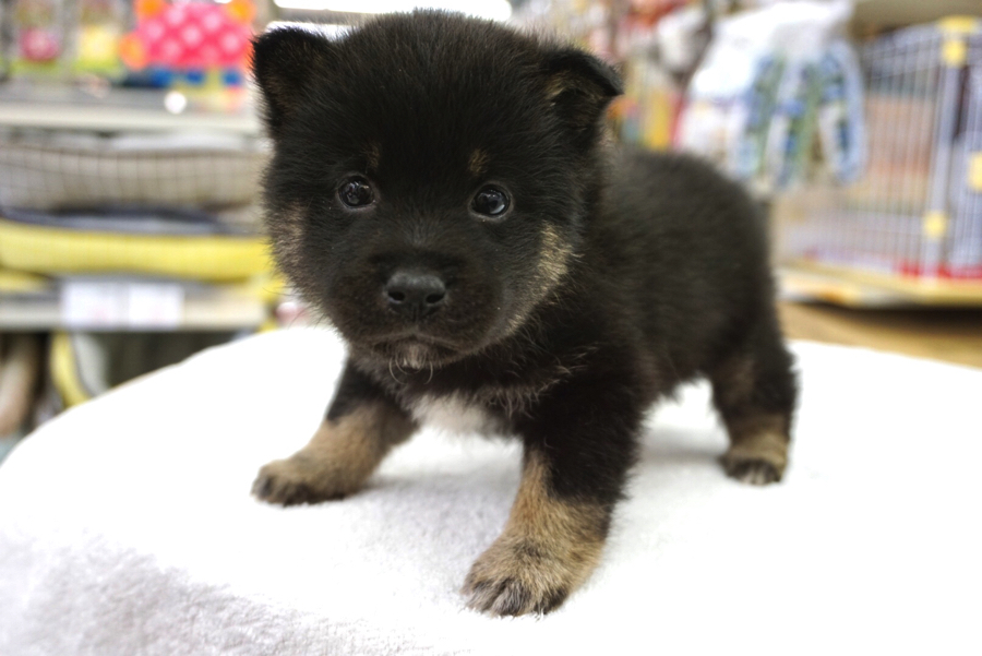 ちんまり小さなマロとキラキラ瞳 | 柴犬 - ペットショップ マルワン大倉山 神奈川県横浜市港北区