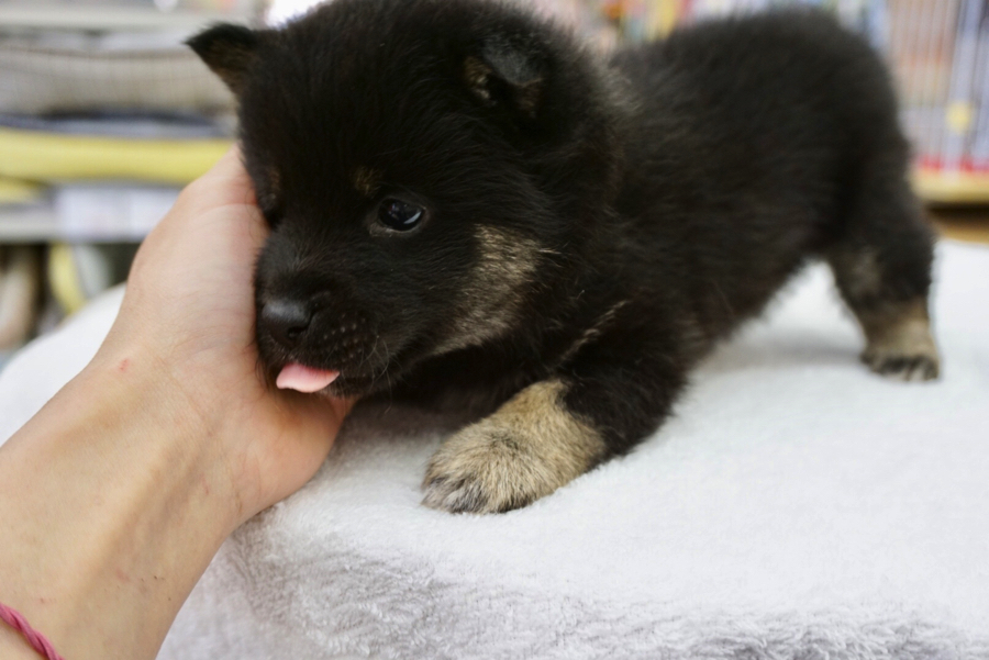 人見知りゼロでアピール上手 | 柴犬 - ペットショップ マルワン大倉山 神奈川県横浜市港北区