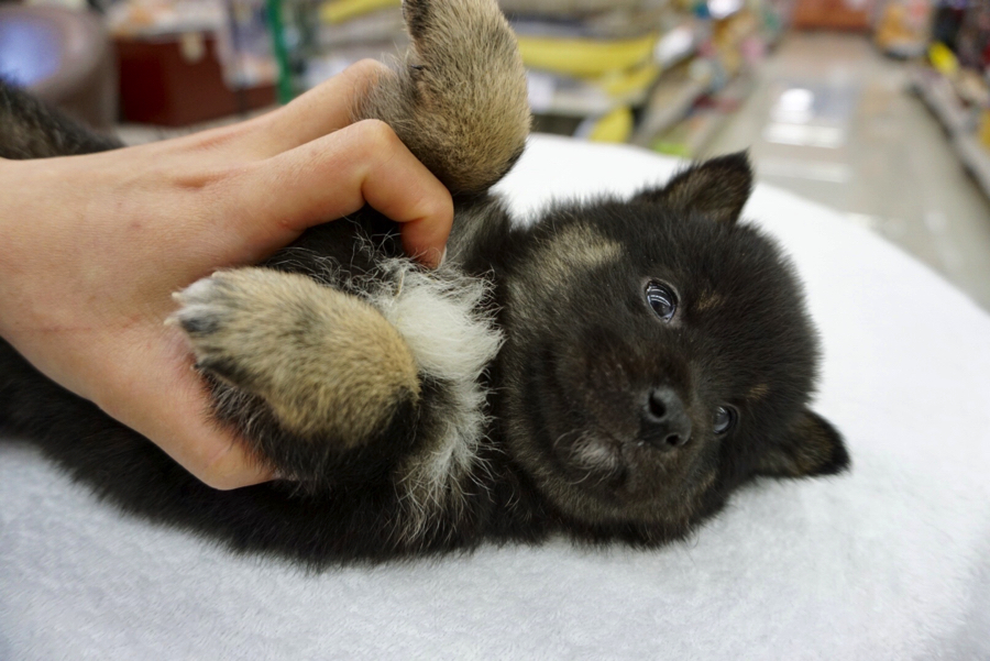 恒例のヘソ天ポーズ | 柴犬 - ペットショップ マルワン大倉山 神奈川県横浜市港北区