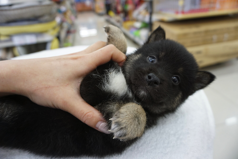 胸元の白い模様も注目 | 柴犬 - ペットショップ マルワン大倉山 神奈川県横浜市港北区