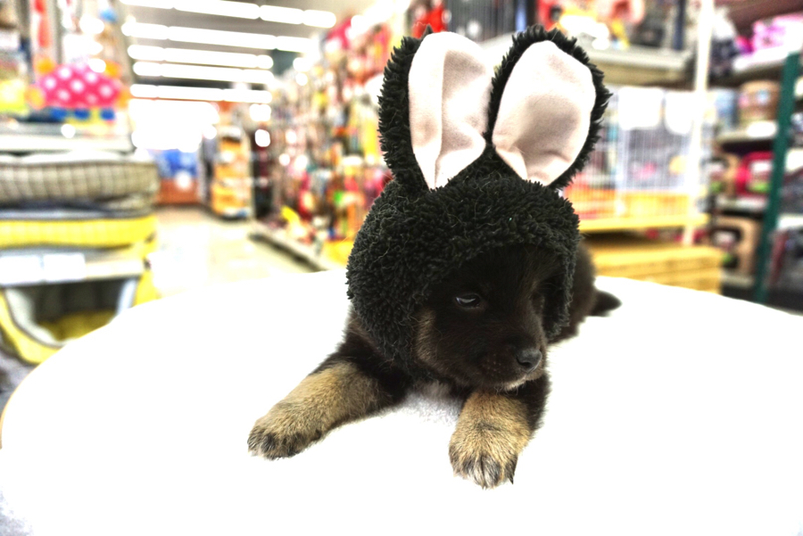 シャッターが止まらな〜いっ!! | 柴犬 - ペットショップ マルワン大倉山 神奈川県横浜市港北区