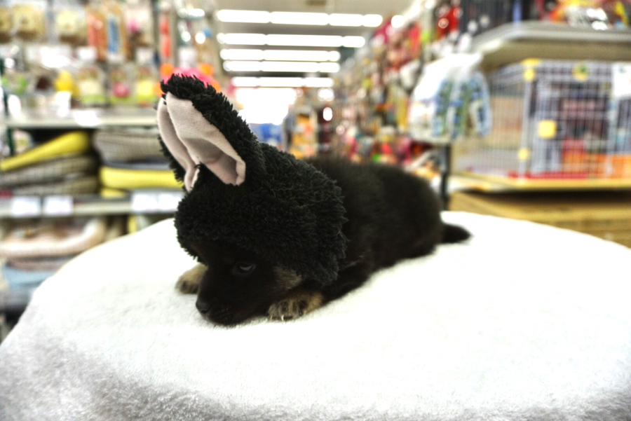 たくさんの愛情を注いでます | 柴犬 - ペットショップ マルワン大倉山 神奈川県横浜市港北区