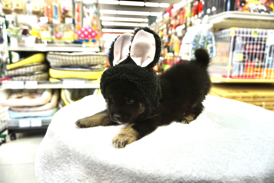 被り物タイム「黒ウサギに変身」 | 柴犬 - ペットショップ マルワン大倉山 神奈川県横浜市港北区