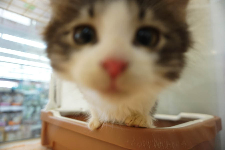 ピンぼけするくらいまで近寄ってくれた | ノルウェージャン・フォレスト・キャット - ペットショップ マルワン大倉山 神奈川県横浜市港北区