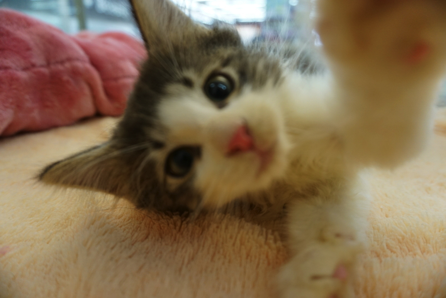 「写真撮ってないで触ってよ!!」カメラに猫パンチ | ノルウェージャン・フォレスト・キャット - ペットショップ マルワン大倉山 神奈川県横浜市港北区