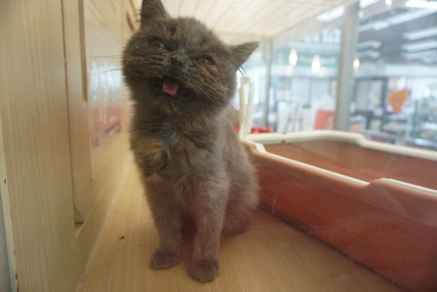 嫉妬するエキゾ〜ちゃん♥ | ノルウェージャン・フォレスト・キャット - ペットショップ マルワン大倉山 神奈川県横浜市港北区