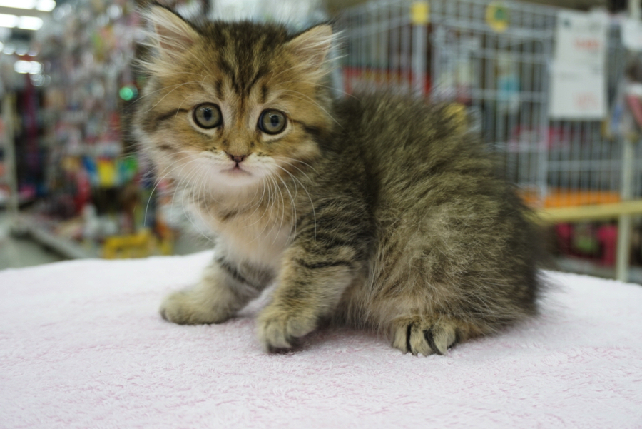 ロシアで自然発生した猫種 | サイベリアン - ペットショップ マルワン大倉山 神奈川県横浜市港北区
