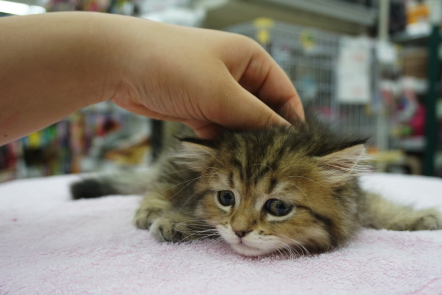 アレルギーが出にくい猫と話題! | サイベリアン - ペットショップ マルワン大倉山 神奈川県横浜市港北区