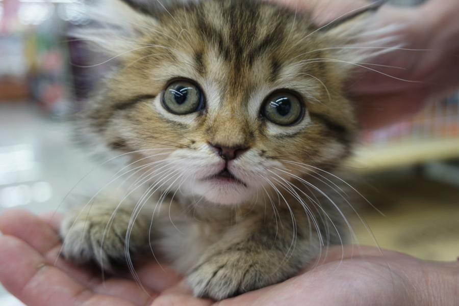 美猫認定のクレオパトラライン | サイベリアン - ペットショップ マルワン大倉山 神奈川県横浜市港北区