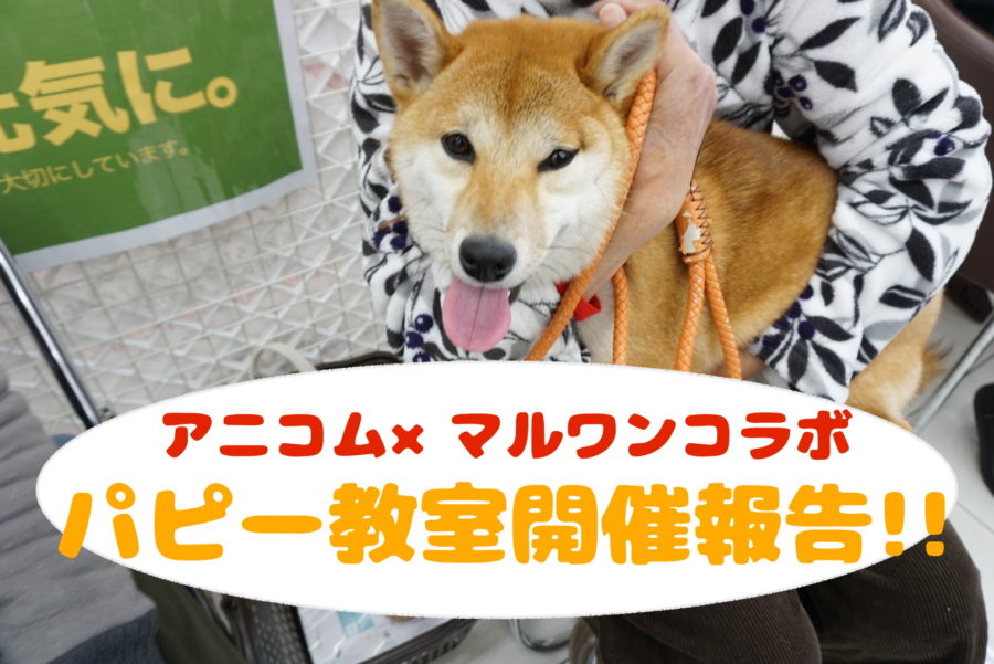 【パピー教室開催報告!!】効果テキメン！アニコム損保&マルワンコラボイベント！〜大倉山店2月編〜
