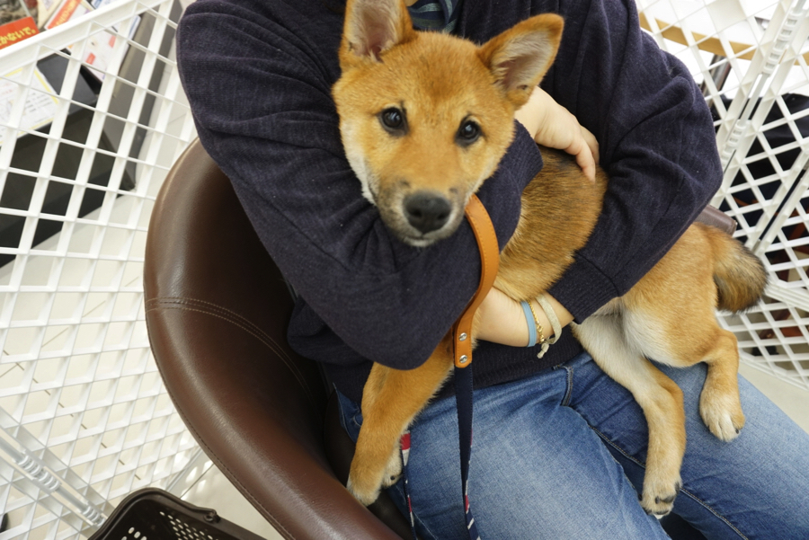 ちくわくんは余裕の表情♪ | パピー教室 - マルワン大倉山店 アニコム損保