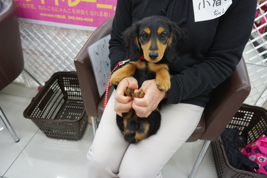 小春くんは足を触ってもイヤイヤしないで偉い | パピー教室 - マルワン大倉山店 アニコム損保