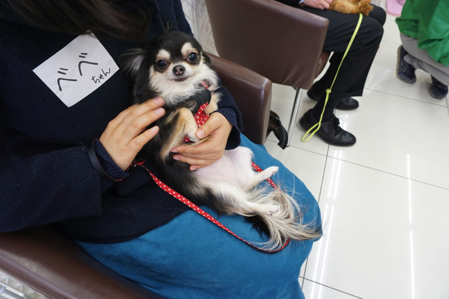 緊張がだんだんとほぐれてきたべべちゃん♪ | パピー教室 - マルワン大倉山店 アニコム損保