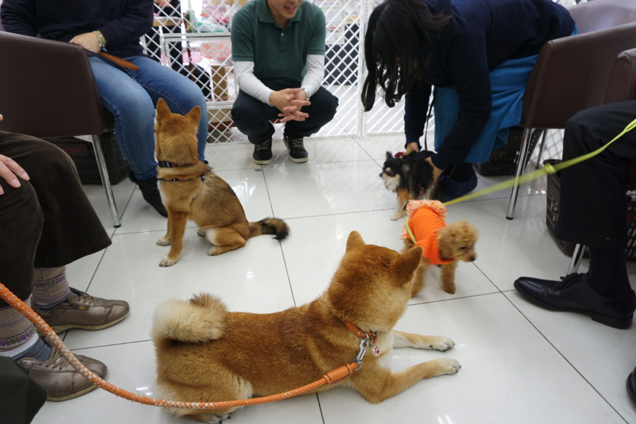 ワンちゃん同士でご挨拶 | パピー教室 - マルワン大倉山店 アニコム損保
