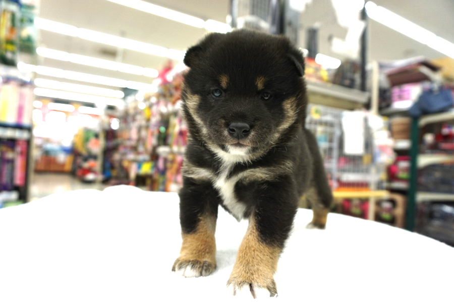 黒柴ちゃんのお耳は小さめサイズ | 柴犬 - ペットショップ マルワン大倉山 神奈川県横浜市港北区