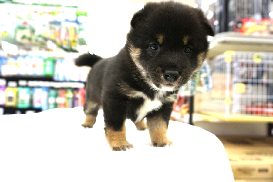 大倉山店でお待ちしてます | 柴犬 - ペットショップ マルワン大倉山 神奈川県横浜市港北区