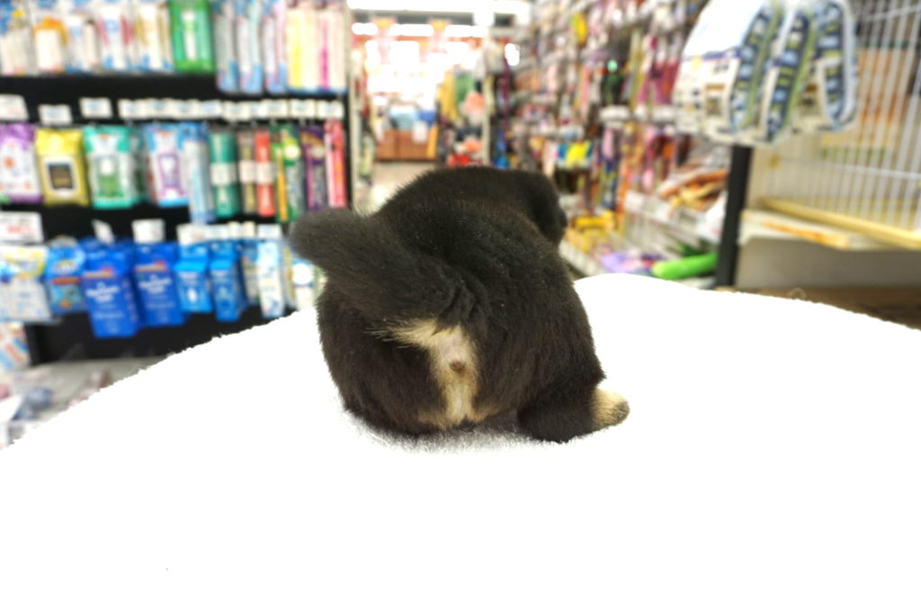 大事なお尻丸出し | 柴犬 - ペットショップ マルワン大倉山 神奈川県横浜市港北区
