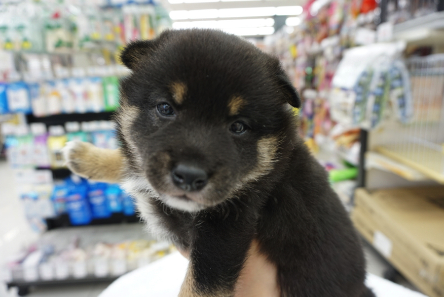 黒柴のチャームポイントでもある麻呂眉 | 柴犬 - ペットショップ マルワン大倉山 神奈川県横浜市港北区