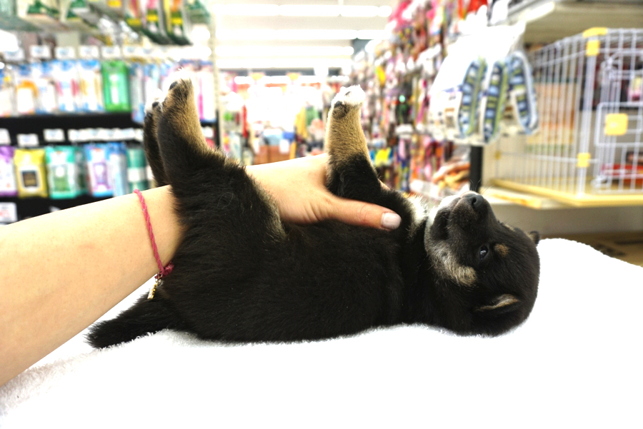 恒例のヘソ天は驚くほどにおとなしい! | 柴犬 - ペットショップ マルワン大倉山 神奈川県横浜市港北区