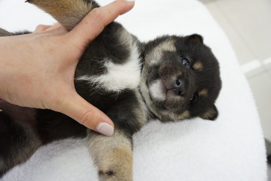 ヘソ天にすると見える、胸にある白い裏毛も注目ポイント | 柴犬 - ペットショップ マルワン大倉山 神奈川県横浜市港北区