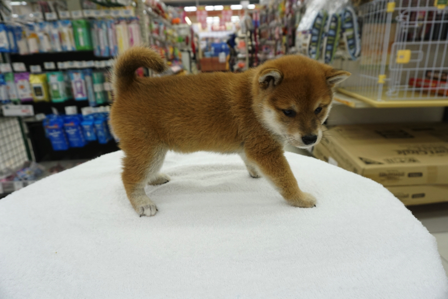 明るい赤毛がとても綺麗! | 柴犬 - ペットショップ マルワン大倉山 神奈川県横浜市港北区