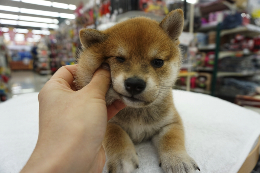 ほっぺたもよく伸びます。 | 柴犬 - ペットショップ マルワン大倉山 神奈川県横浜市港北区