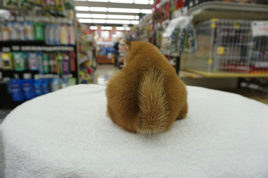通称シバケツ! | 柴犬 - ペットショップ マルワン大倉山 神奈川県横浜市港北区