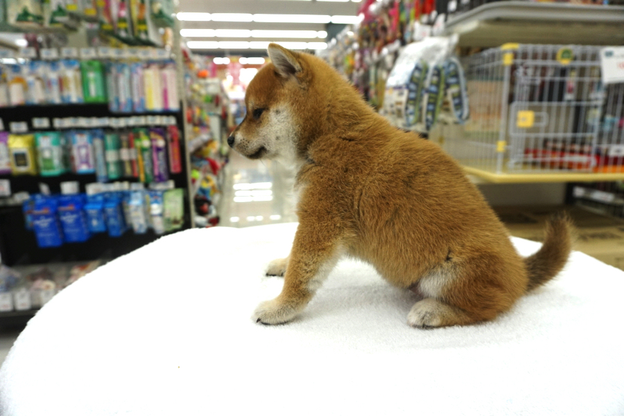 顎下のタプッとしたお肉が好きです | 柴犬 - ペットショップ マルワン大倉山 神奈川県横浜市港北区