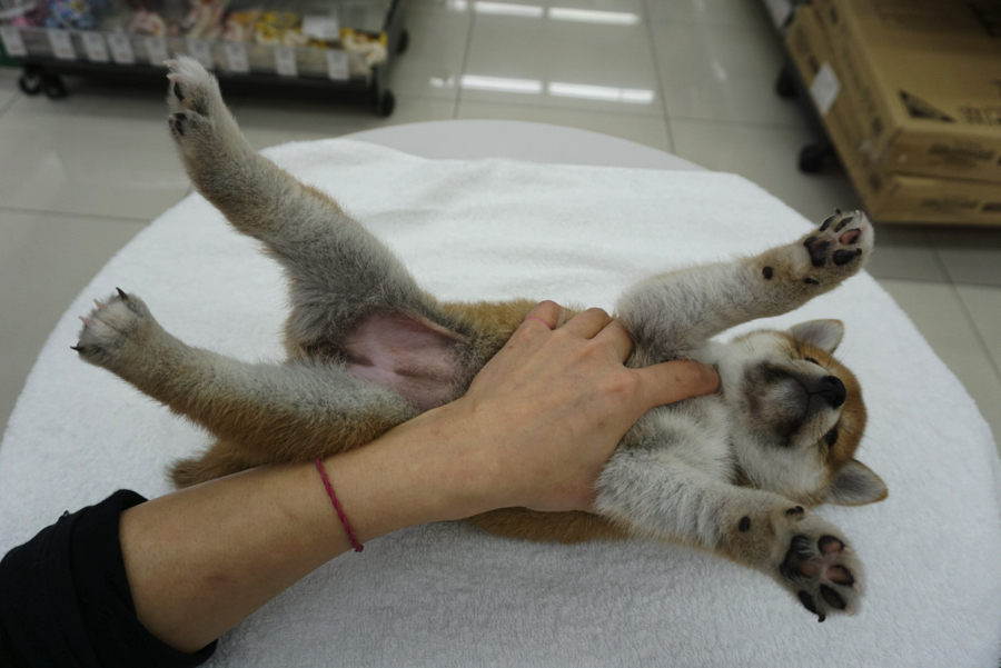 「もう好きにしてぇぇえ」な状態 | 柴犬 - ペットショップ マルワン大倉山 神奈川県横浜市港北区
