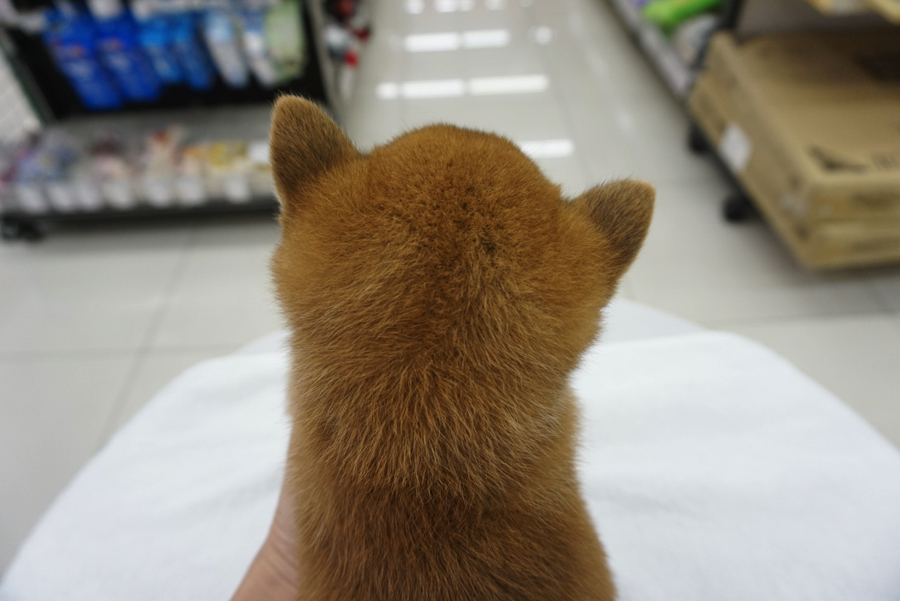 魅惑の後頭部は昆布の匂い? | 柴犬 - ペットショップ マルワン大倉山 神奈川県横浜市港北区