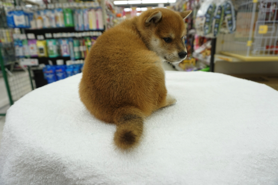 赤柴ちゃんと仲良くなれるスキンシップ | 柴犬 - ペットショップ マルワン大倉山 神奈川県横浜市港北区