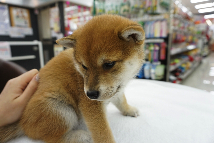 背中をナデナデ♪ | 柴犬 - ペットショップ マルワン大倉山 神奈川県横浜市港北区