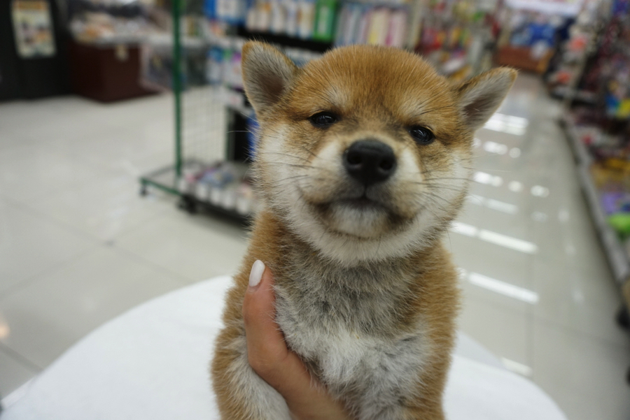 全力サポートで楽しいドッグライフを! | 柴犬 - ペットショップ マルワン大倉山 神奈川県横浜市港北区