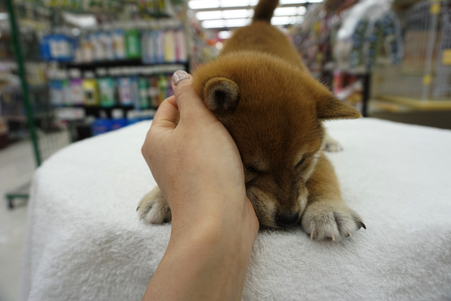 仲良くなるためのマッサージ | 柴犬 - ペットショップ マルワン大倉山 神奈川県横浜市港北区