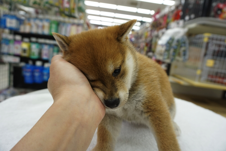 気持ちよかったみたい | 柴犬 - ペットショップ マルワン大倉山 神奈川県横浜市港北区