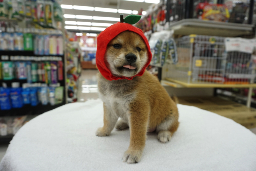 赤ずきん | 柴犬 - ペットショップ マルワン大倉山 神奈川県横浜市港北区