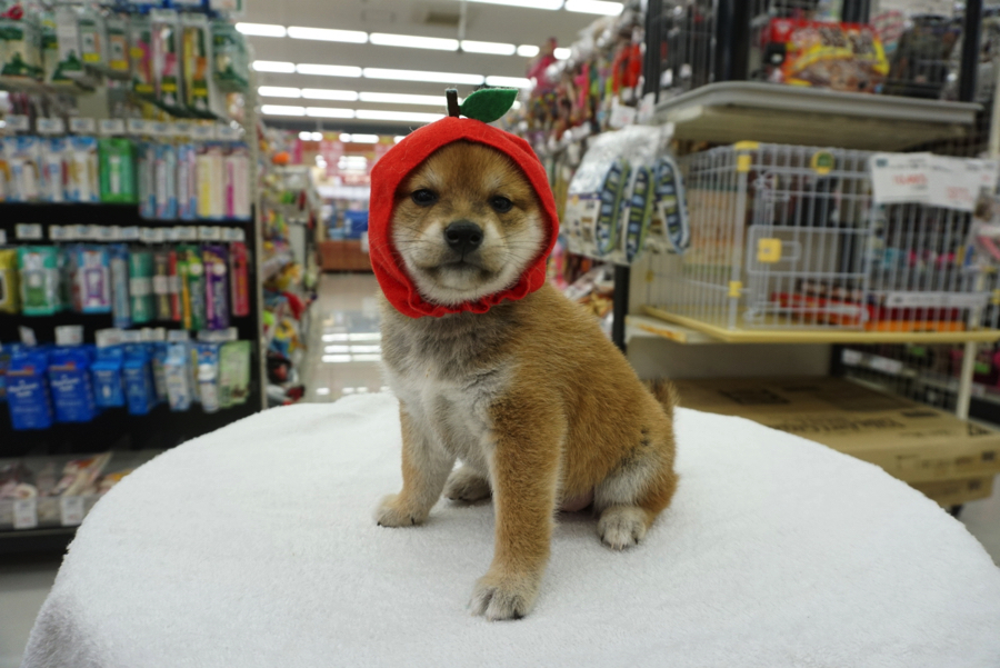 赤柴ちゃんの被り物コレクション ジューシーなりんごに変身! | 柴犬 - ペットショップ マルワン大倉山 神奈川県横浜市港北区