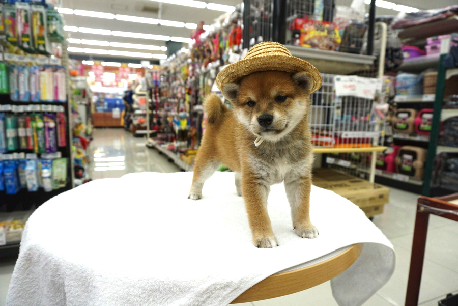 赤柴ちゃんの被り物コレクション 夏を先取り!麦わら帽子☆ | 柴犬 - ペットショップ マルワン大倉山 神奈川県横浜市港北区