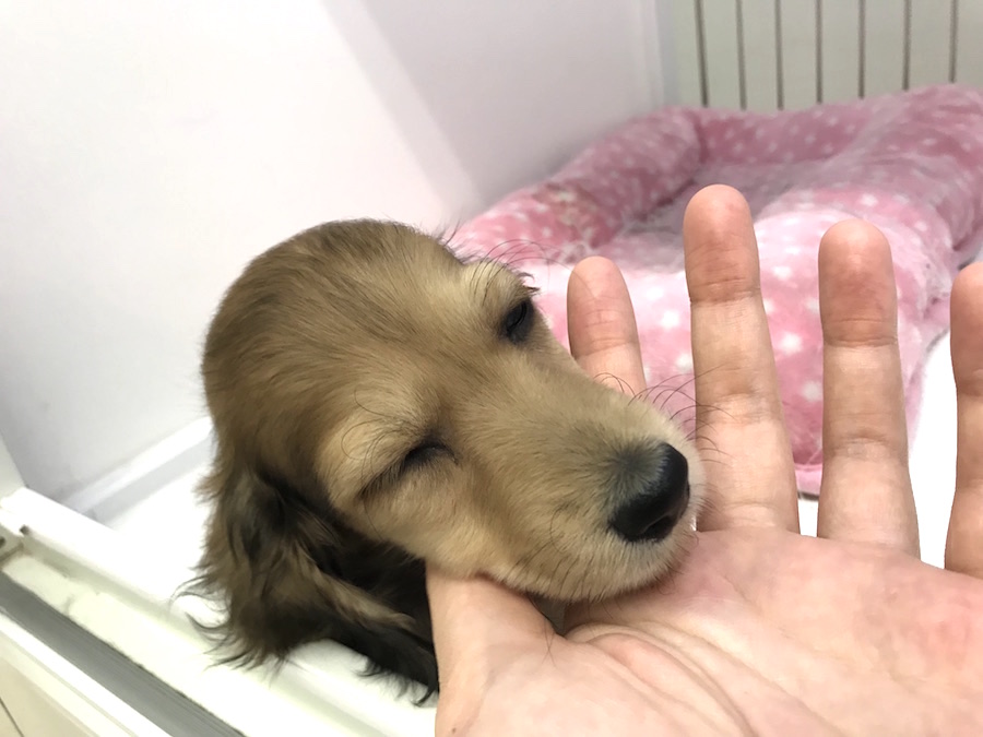 うっとり顔♡ | ミニチュア・ダックスフント - ペットショップ マルワン東日暮里 東京都荒川区
