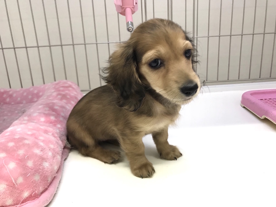 他の犬種に比べて椎間板ヘルニアになりやすい | ミニチュア・ダックスフント - ペットショップ マルワン東日暮里 東京都荒川区