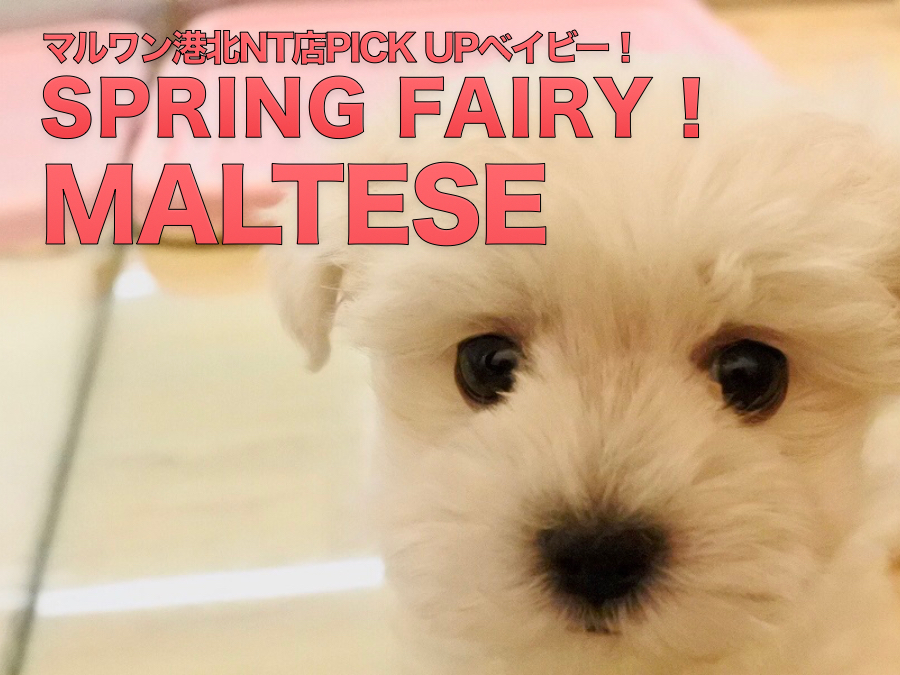 【マルチーズ】春のフェアリーがやってきた！美白美人のふんわりマルちゃん：港北NT店PICKUPベイビー！NO.311764