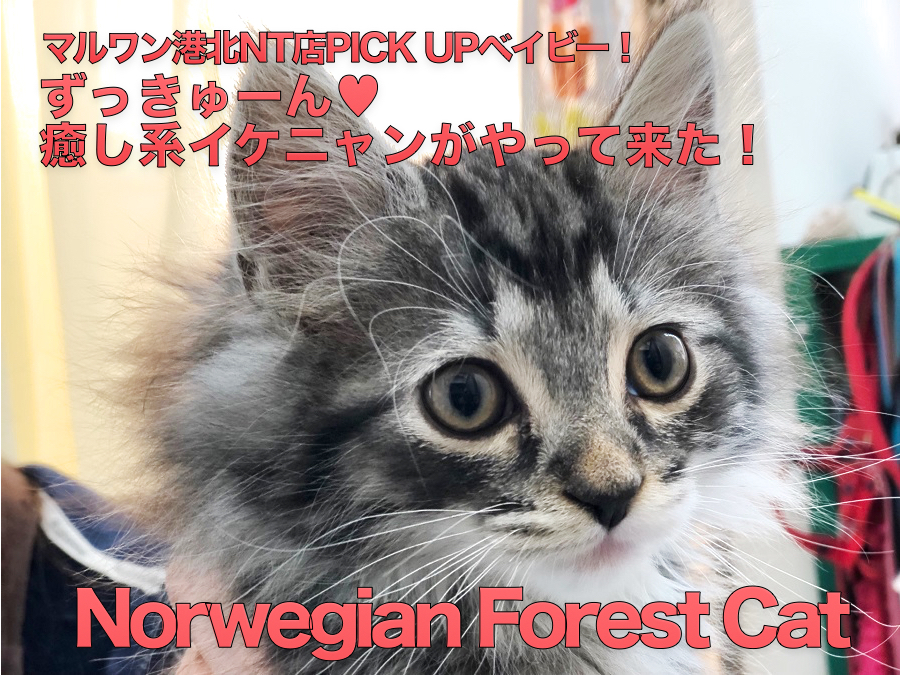 【ノルウェージャンフォレストキャット】ずっきゅーん♡癒し系イケニャンがやって来た！：港北NT店PICKUPベイビー！NO.311762