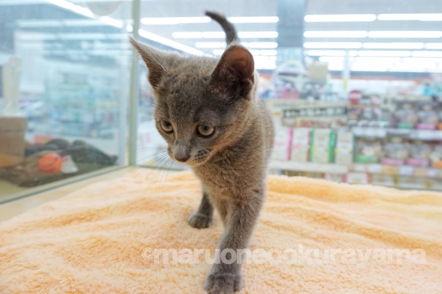 「キャットウォーク」のシルエットは「美」そのもの | ロシアンブルー - ペットショップ マルワン大倉山 神奈川県横浜市港北区