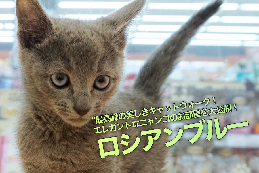 【ロシアンブルー】最高峰の美しきキャットウォーク！ロシアン邸宅に潜入調査！どんなお部屋に住んでいるの？：大倉山店PICK UPベイビー！No.6130673