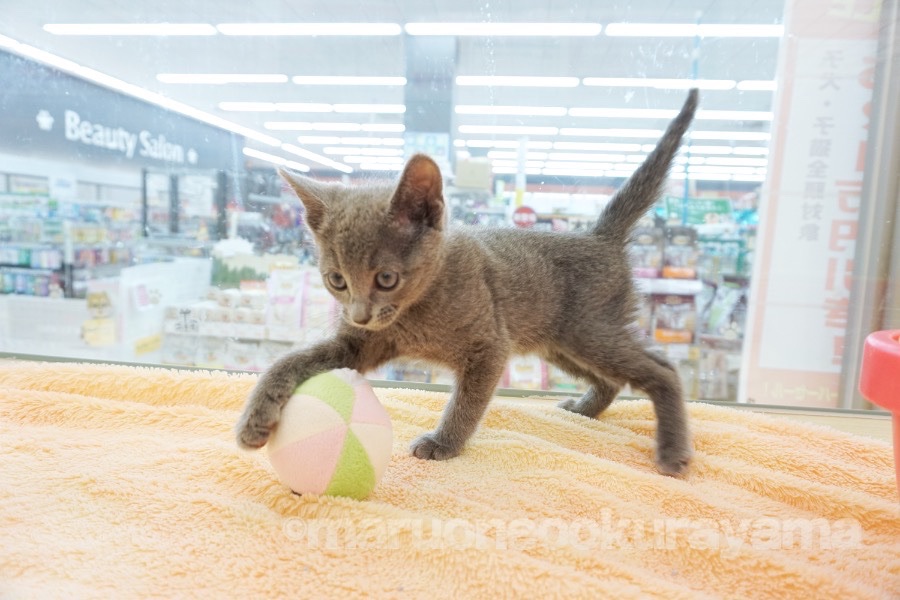 マルワン大倉山店では柔らかいおもちゃやボールをネコちゃん達のお部屋に配置しております。 | ロシアンブルー - ペットショップ マルワン大倉山 神奈川県横浜市港北区