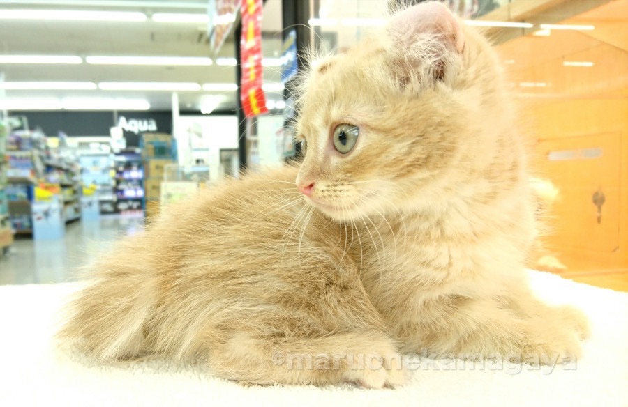 アメリカンカール - ペットショップ マルワン鎌ヶ谷 千葉県鎌ヶ谷市北初富