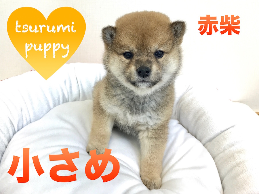 【柴犬】一緒にお出かけしたくなっちゃう！おさんぽの相方はこの子で決まり！鶴見店PickupベイビーNo.713557